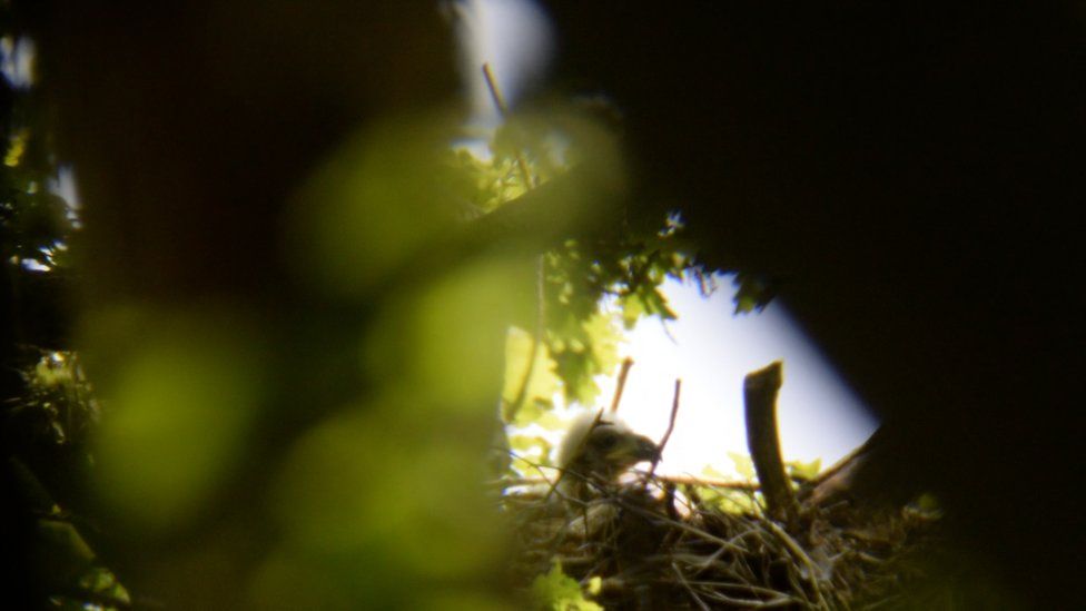 White-tailed eagle nest