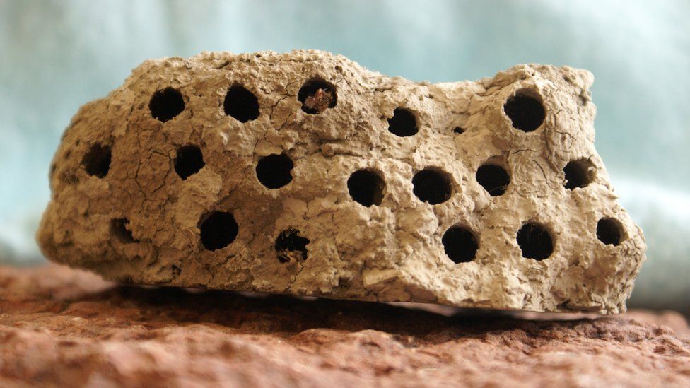 Wasp nests