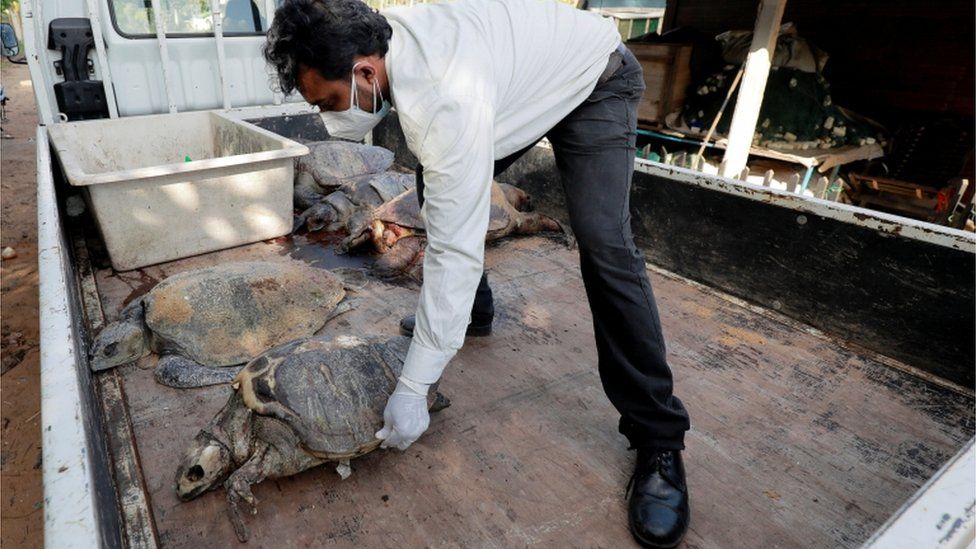 Sri Lanka: Hundreds of sea animals washed ashore after ship disaster - BBC  News
