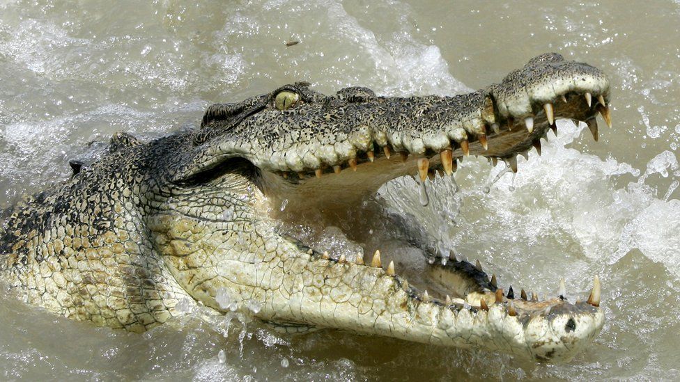 A large saltwater crocodile shows aggression as a boat passes by on the Adelaide river 60 kilometers (35 miles) from Darwin in Australia's Northern Territory, Saturday, 15 October 2005