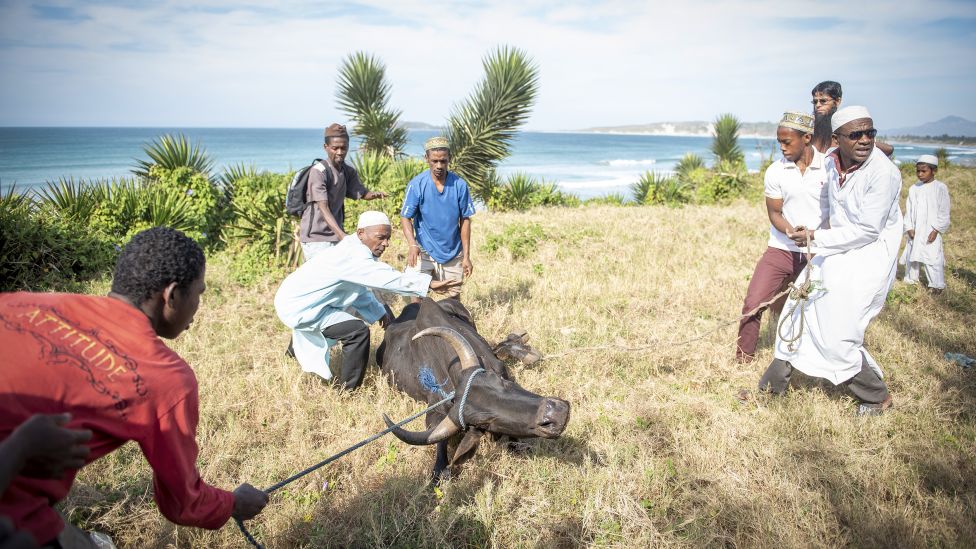Мужчины используют веревки, чтобы обездвижить зебу в Форт-Дофине, Мадагаскар