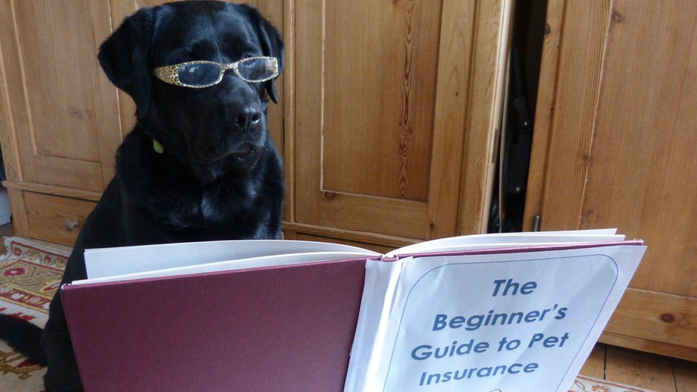 Dog reads book