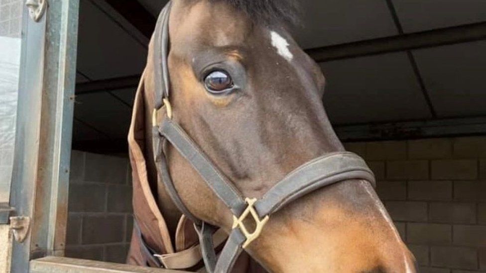 Newent crash: Driver held after horse killed and rider hurt - BBC News