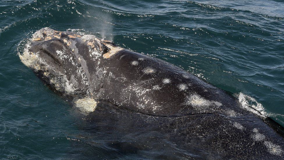View of the multiple injuries on the calf of a Southern Right Whale bitten by Kelp Gulls in the Patagonian province of Chubut, Argentina on October 2, 2015.