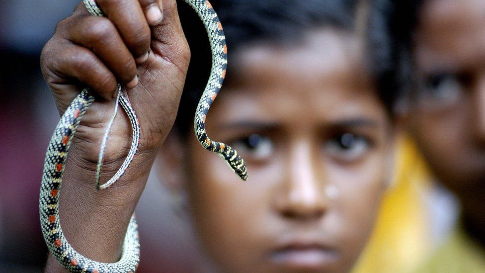 50 Shocking Facts: Global Snake Bite Fatalities Unveiled - 2024