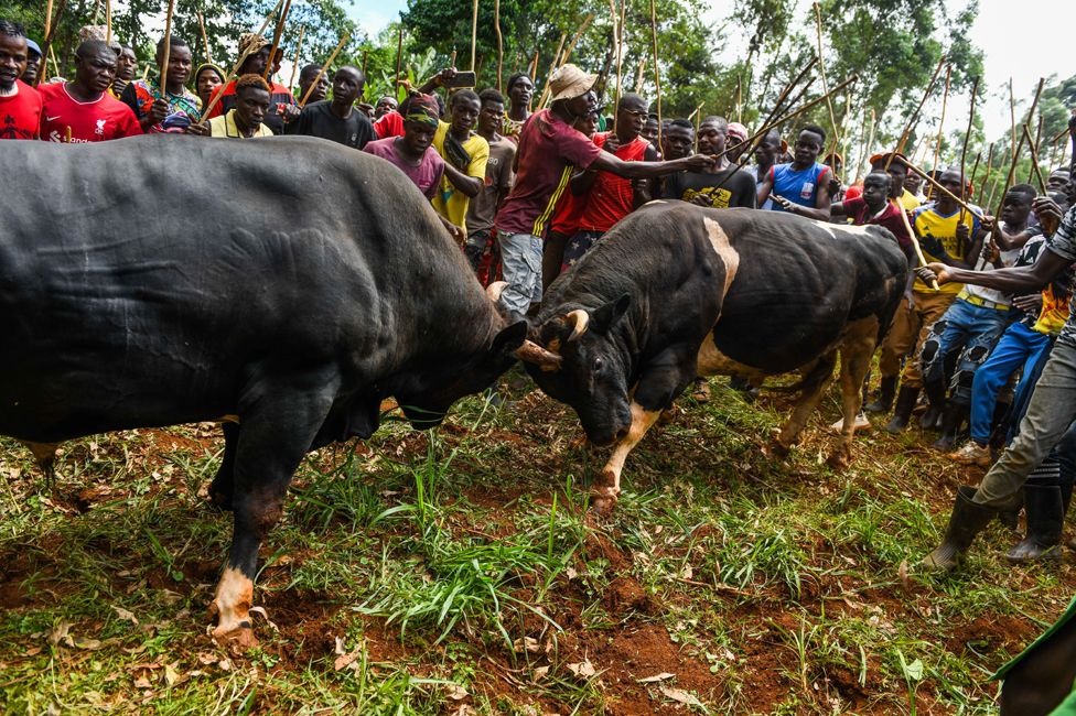 People watch the traditional bullfights organized every year as it attracts great interest from locals and tourists in Kakamega, Kenya on December 16, 2023. (