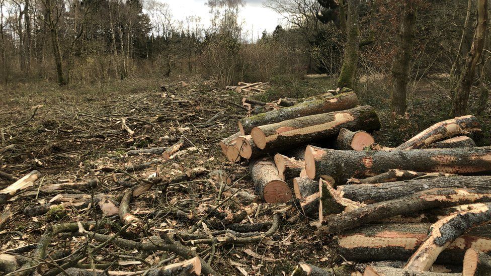 Ash dieback trees cleared at Westonbirt Arboretum