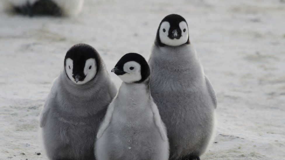 Pingüino emperador: la catástrofe que hizo que se ahogaran miles ...