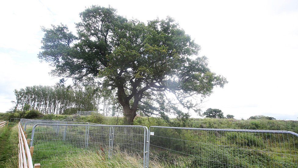 Oak tree in path of HS2 rail