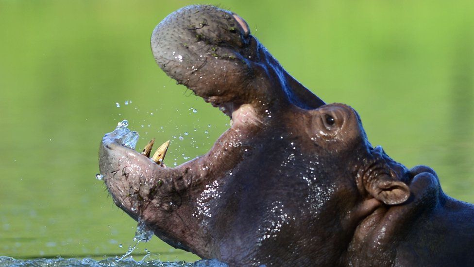 Hippopotamus