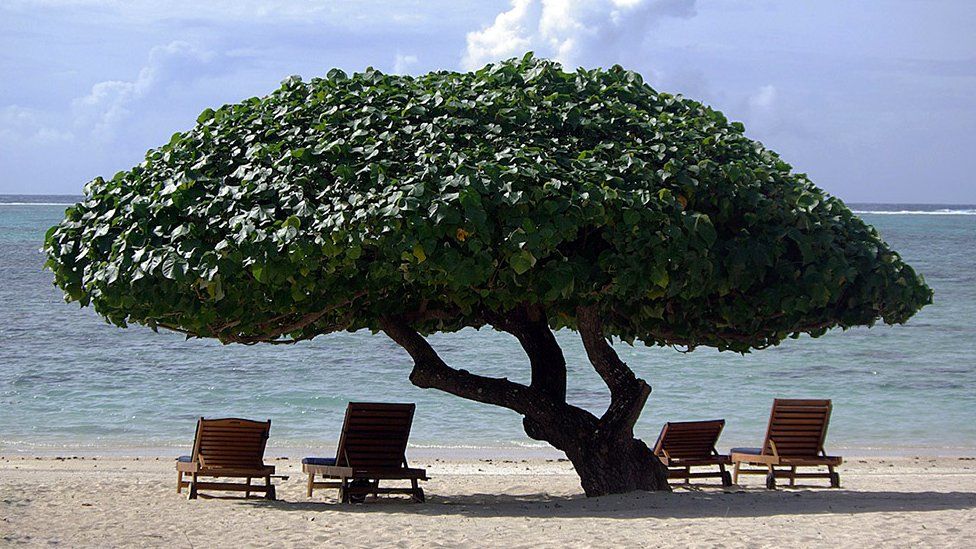 Tree on a beach