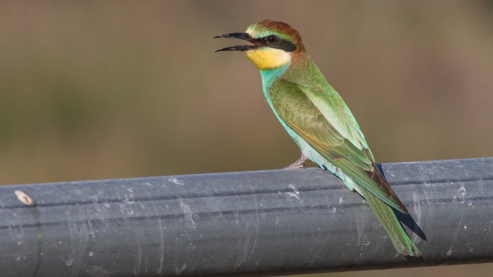 Bee-eater, UK