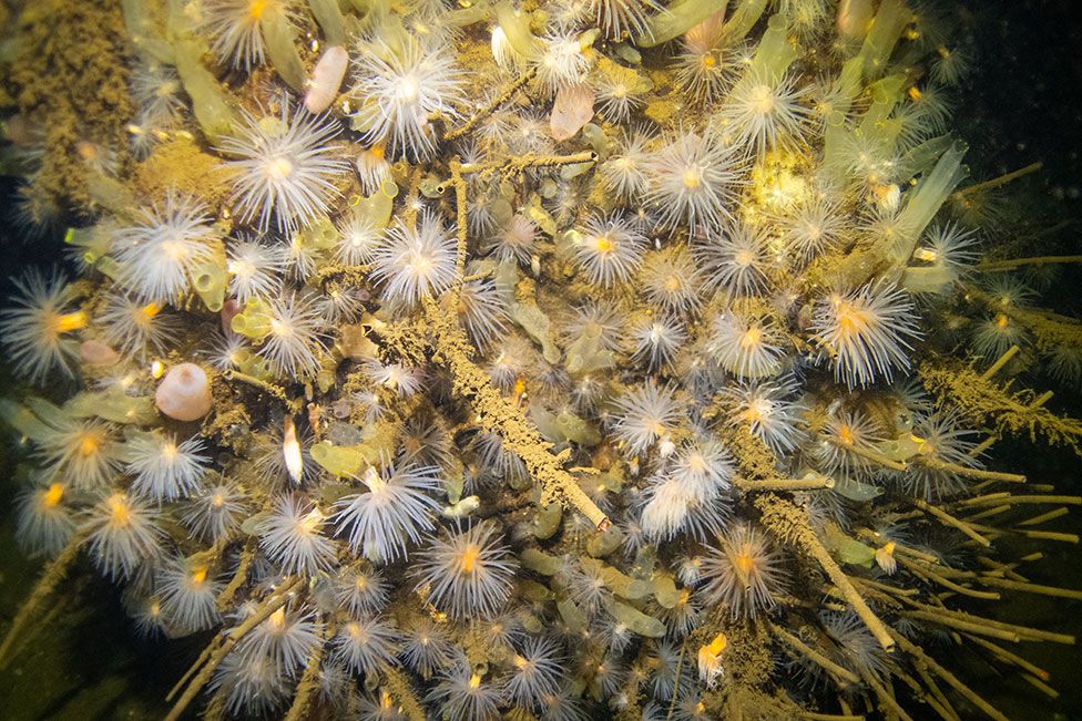 Фотография морских анемонов и трубчатых червей в водах вокруг Шотландии