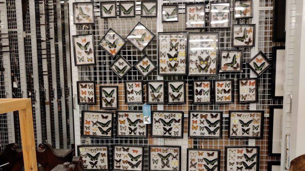 The butterfly collection