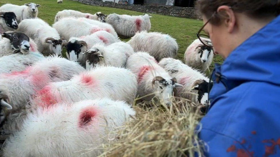 Rachel Gunning feeding sheep