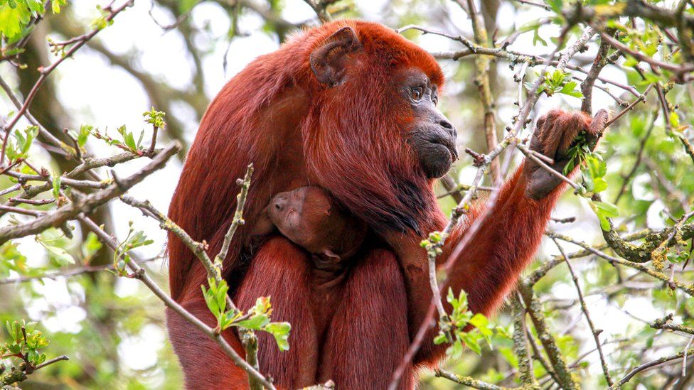 Red howler monkey and baby