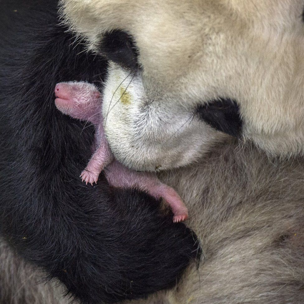 Mother and baby panda in China