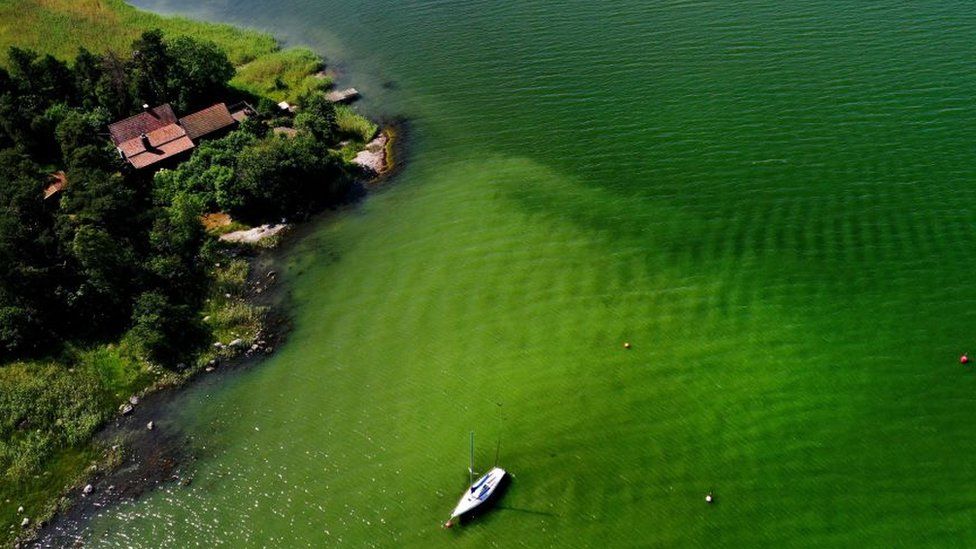 A microalgae bloom in the Baltic Sea