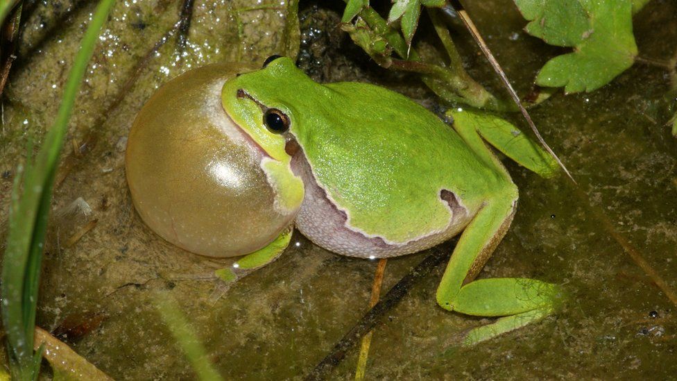 The European Tree Frog population 'exploded' after a conservation project in Switzerland