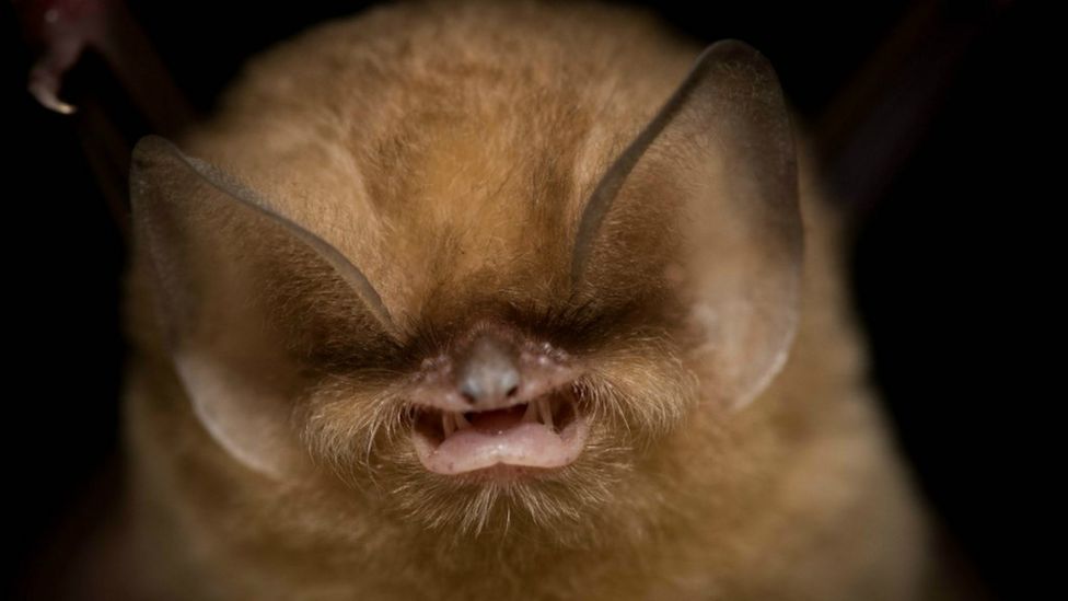 El murciélago de orejas de embudo de Cuba.