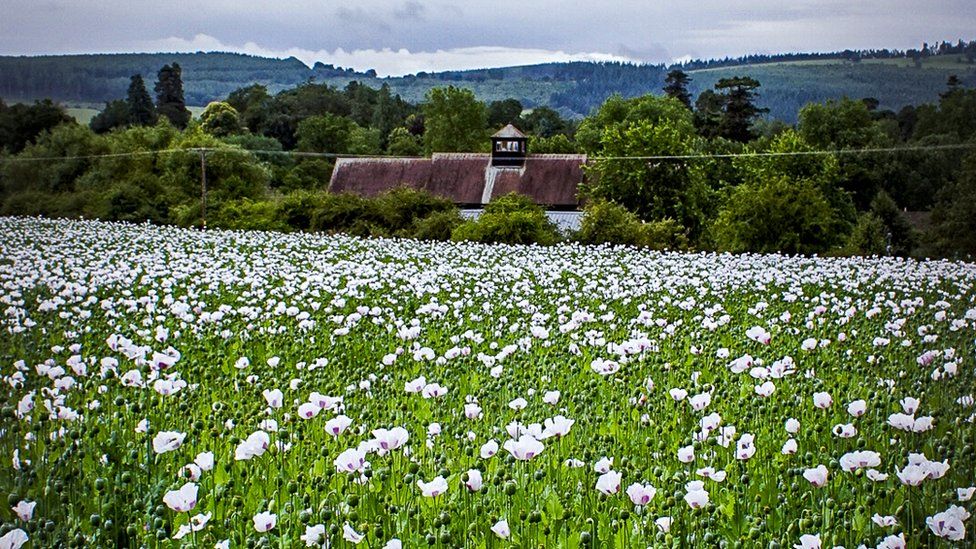 White poppies in a field