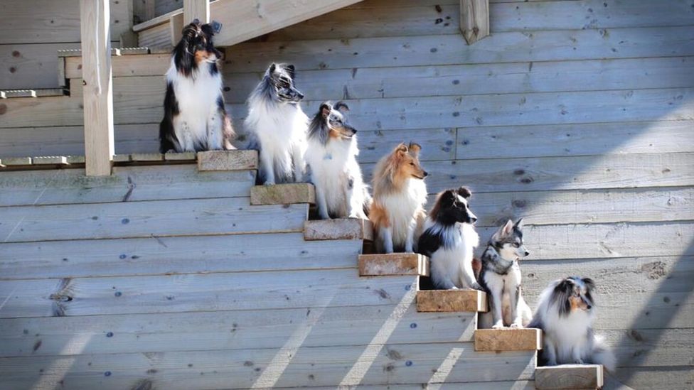 Dogs on steps