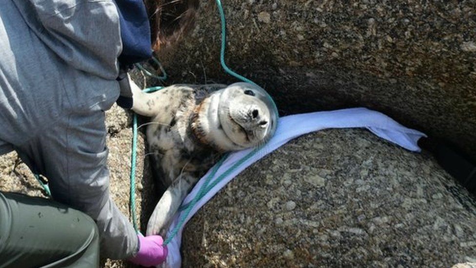 Seal stuck between rocks