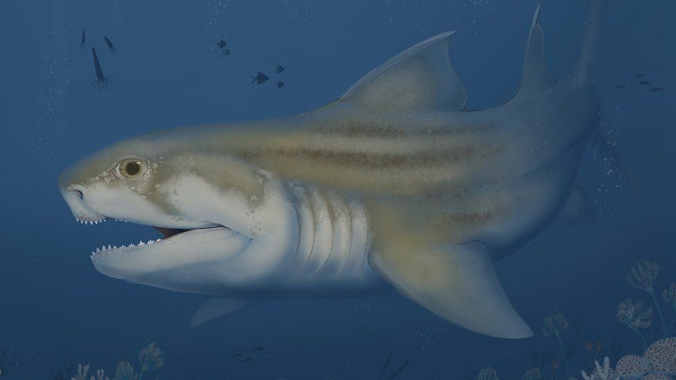 Artwork of a newly discovered shark by Benji Paynose
