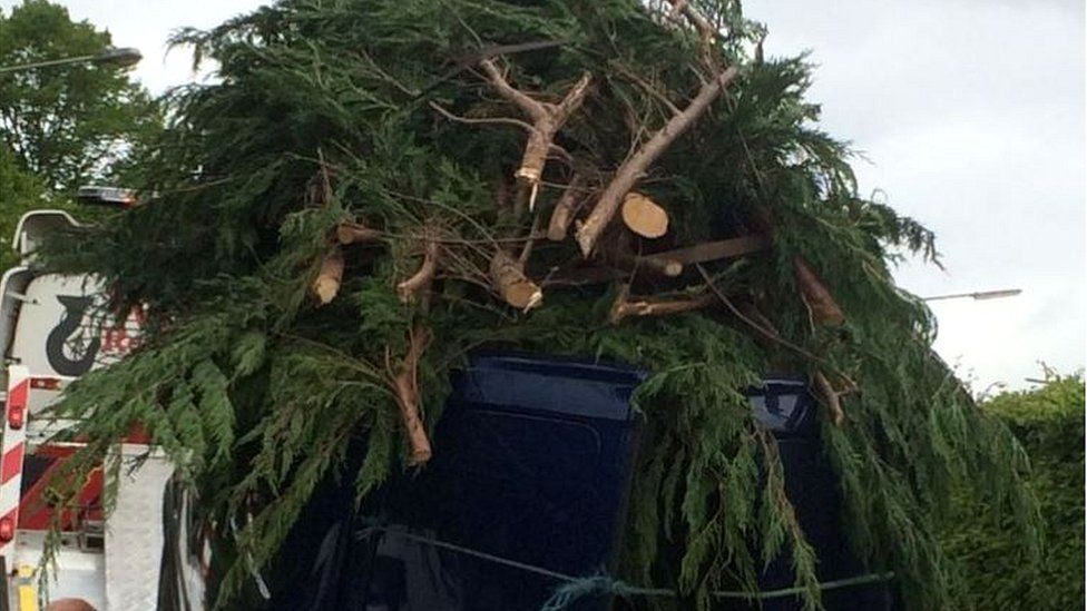 Tree being transported by van