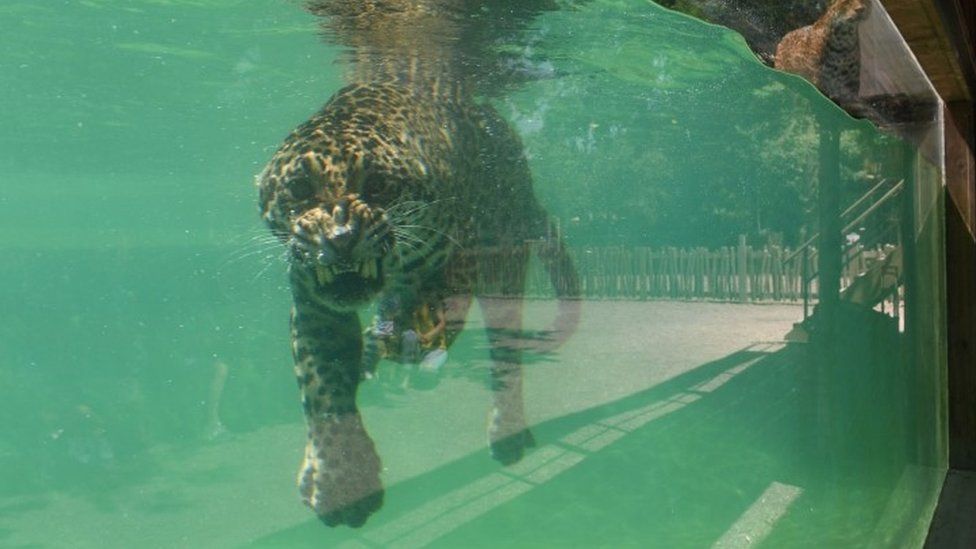 A jaguar cools off in a pool in Bordeaux-Pessac zoo in southwestern France - 26 June
