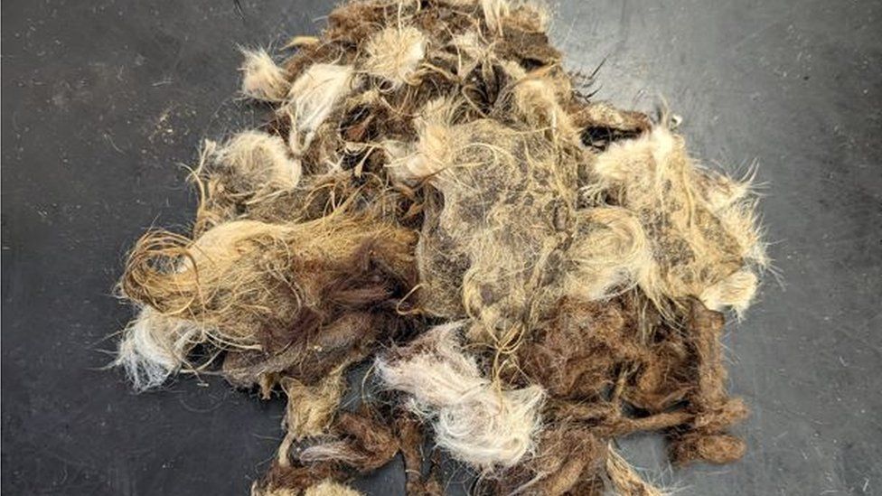 A pile of matted dog fur that vets have had to remove from the neglected dogs