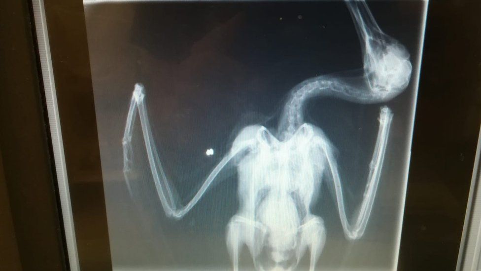 X-ray of a seagull with an air gun pellet inside it