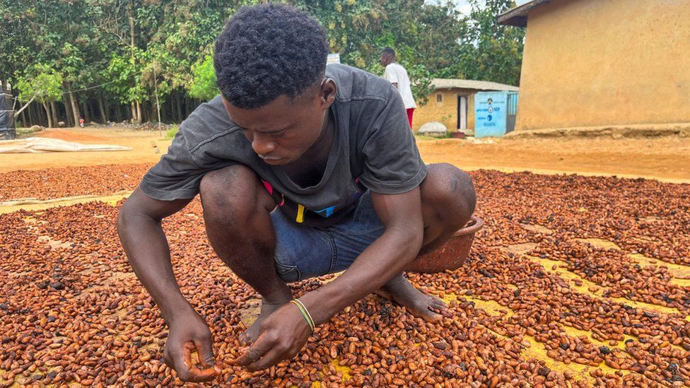 A farmer dries cocoa beans at a village in Daloa, Ivory Coast.