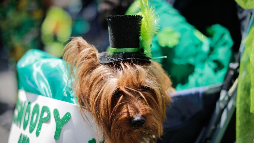 Why is St Patrick's Day so popular in America? - BBC Bitesize