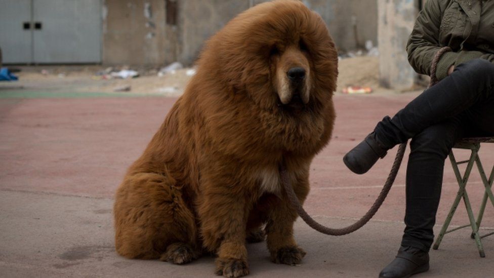 A Tibetan mastiff dog is displayed for sale at a mastiff show in Baoding, Hebei province, south of Beijing on March 9, 2013.