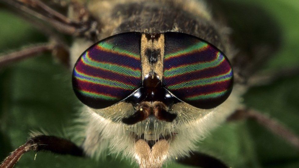'Rise' in horsefly bites in Scotland amid warm weather BBC News
