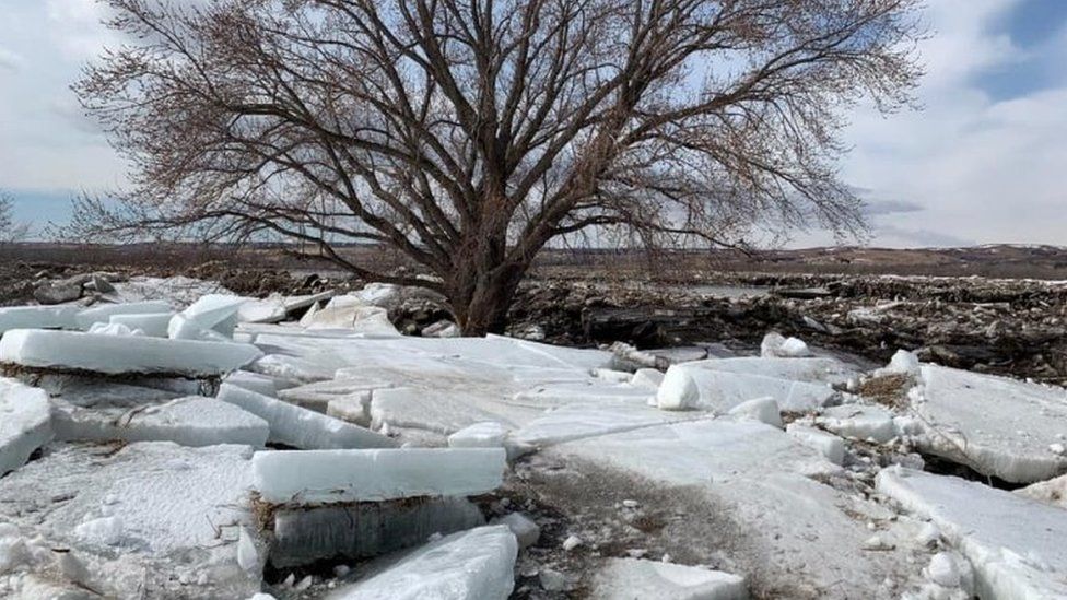 ice chunks near a tree
