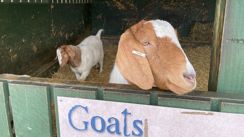 Gorgie Farm: Animals move out of urban farm as it closes doors - BBC News