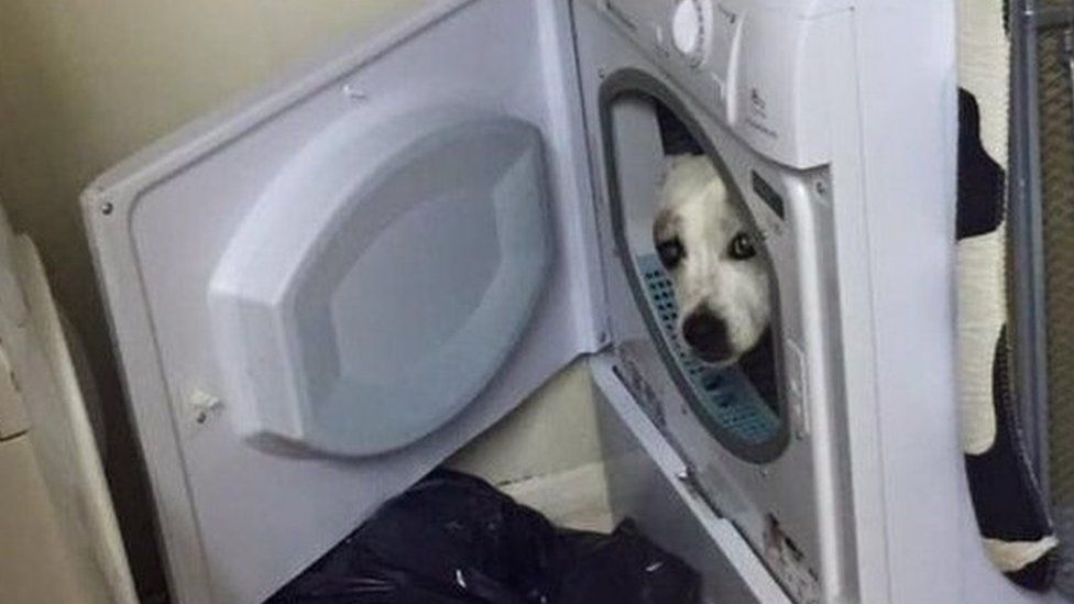 Dog hiding in washing machine