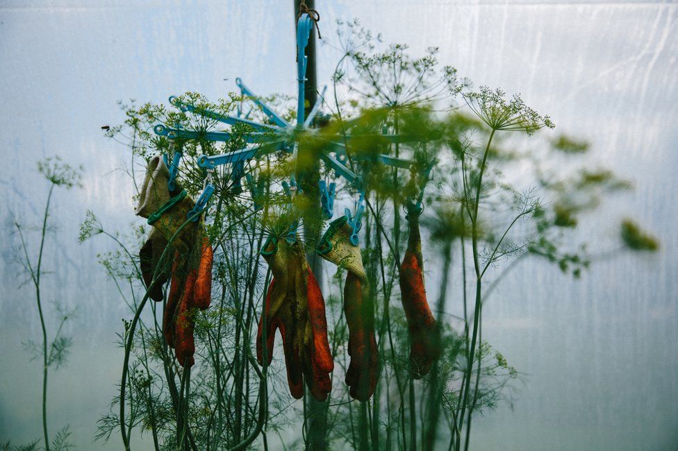 Gloves dangle from a clothes line, surrounded by green plants