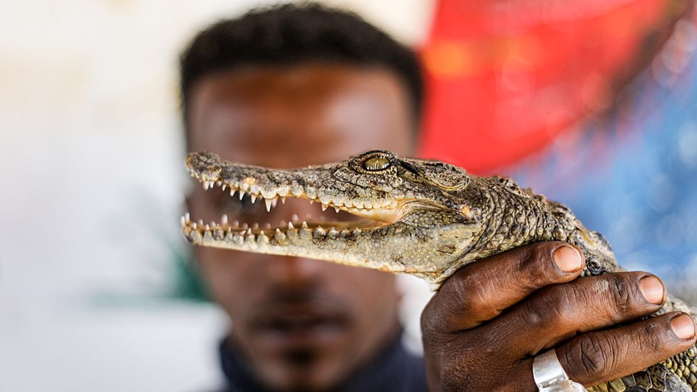 A man holding up a small crocodile in West Suhail, Egypt - Friday 24 February 2023