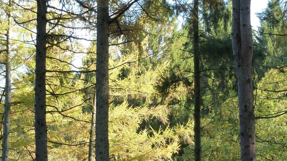 Sunlight on pine trees in the Forest of Dean