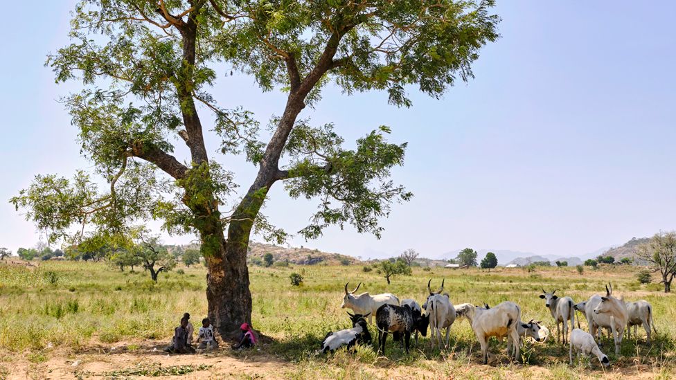 Cattle in the shade of a tree in Nigeria