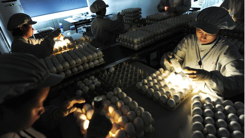 Technicians check eggs which are used to cultivate flu vaccines