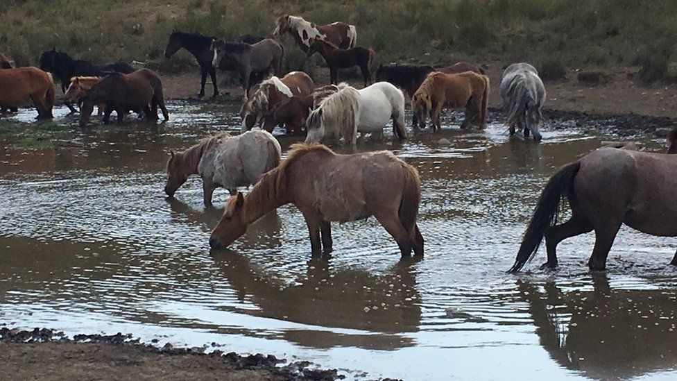 ponies drinking from water