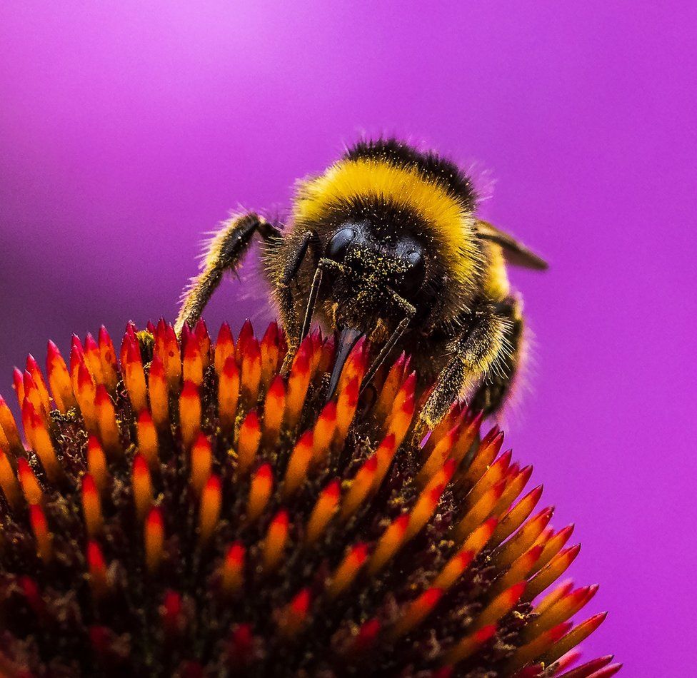A close up photo of a bee on a flower
