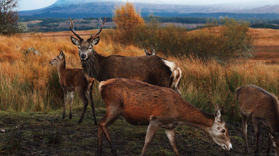 Deer in foreground of Rannoch moor