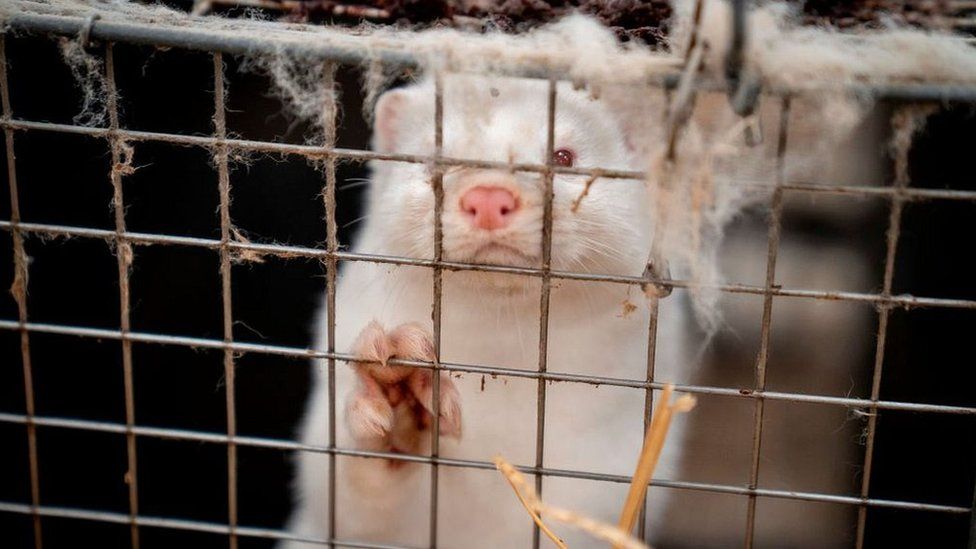 Italy to Ban Fur Farming and Shut Down Mink Farms