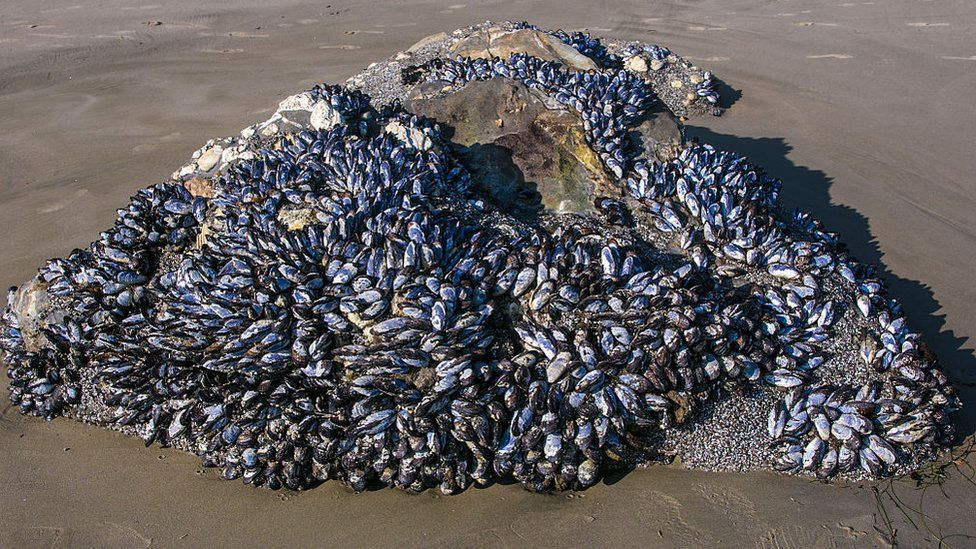 Bed of mussels