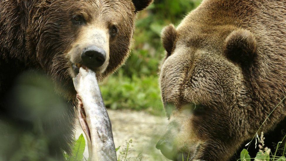 Grizzly bears are a protected species